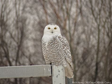 Snowy Owl on a Snowy Day! (video) | 365 Days of Birds