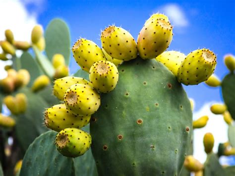 Growing Prickly Pear - Prickly Pear Plants In The Home Garden