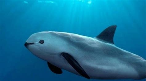 What is a Vaquita? - Ferrets and Friends, LLC