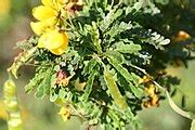 Category:Senna polyphylla - Wikimedia Commons