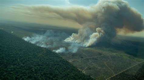 Forest Fires In The Amazon Rainforest - Marti Shaylah