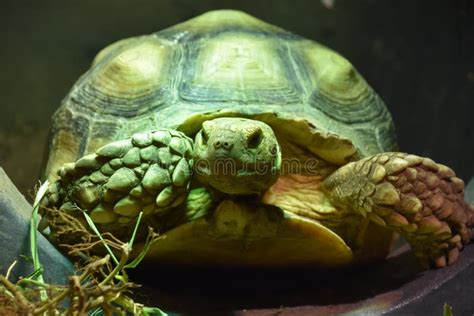 A Green Tortoise stock photo. Image of head, background - 138921746