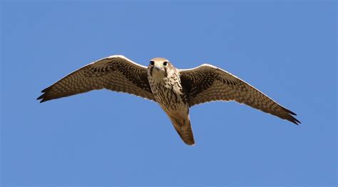 Prairie Falcon In Flight