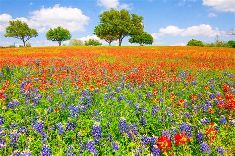 Dreaming Of Wildflowers | Texas | Wildflower | Pictures, Photos, Images, Prints