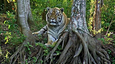 Live Tiger Cam - video of tigers at Big Cat Rescue | Explore.org