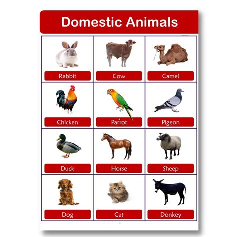 Domestic Animals Chart For Kids With Pictures, 60% OFF