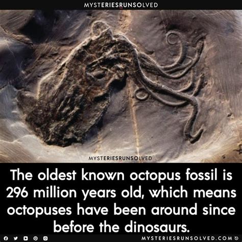 Octopus Fossil | Forezen in time: 8 most well-preserved fossils ever discovered in 2021 | Fun ...