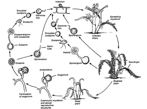 1): General depiction of oomycete life cycle (Adopted from plant ...