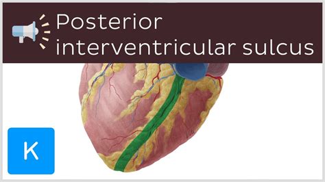 Posterior interventricular sulcus | Anatomical Terms Pronunciation by ...