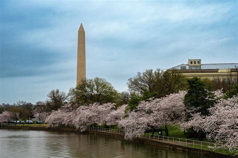 Cherry Blossoms in with Washington Memorial Photograph by Nicole ...