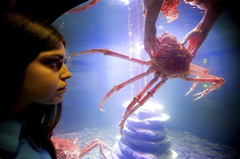 Giant Japanese spider crab at Istanbul aquarium | Daily Sabah