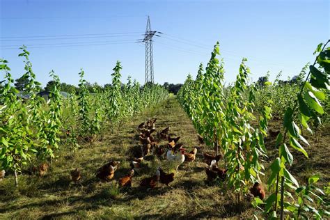 Agroforestry – Energy Crops Consultancy