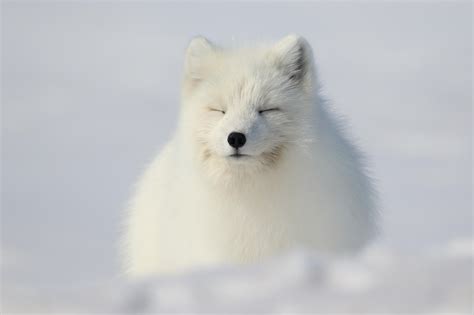 An Arctic Fox napping in the sun in Northern Alaska [OC] : r/foxes