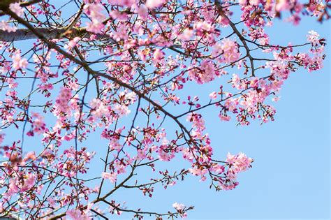 HD wallpaper: cherry blossom tree under clear blue sky, pink flowered ...