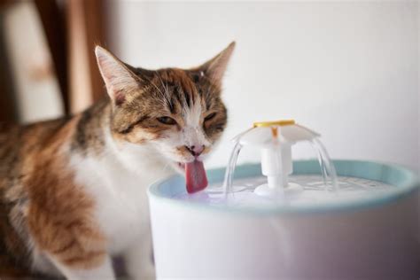 Why is My Cat Drinking a Lot of Water? | Great Pet Care