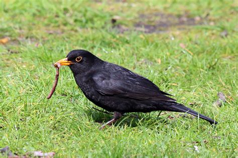 Common Blackbird photos and wallpapers. Collection of the Common Blackbird pictures