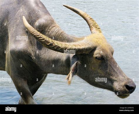 Carabao hi-res stock photography and images - Alamy