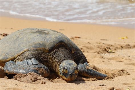 Hawaiʻi's Sea Turtles: Common Questions & Easy Solutions - Hawai'i ...