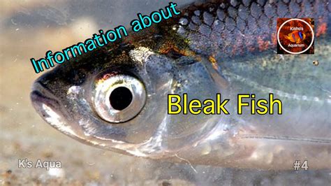 Bleak | Fish Documentary - YouTube