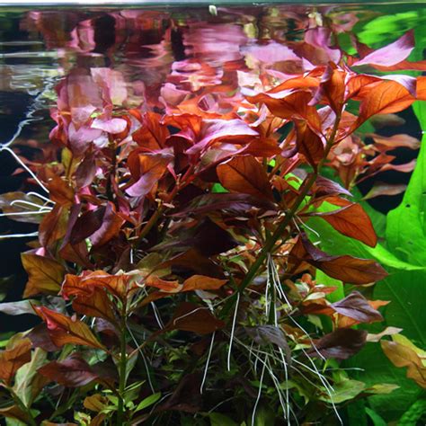 Ludwigia Repens for Sale | Aqua Plants Manila, Philippines