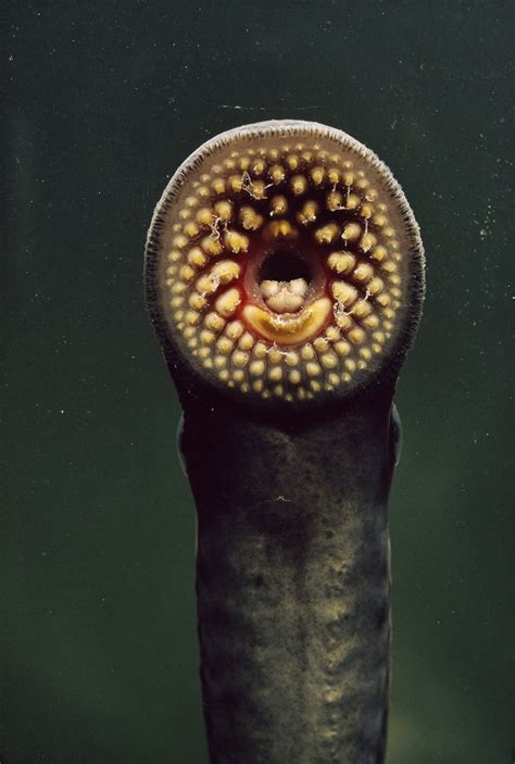 Sea Lamprey Invasive Species Action Taken