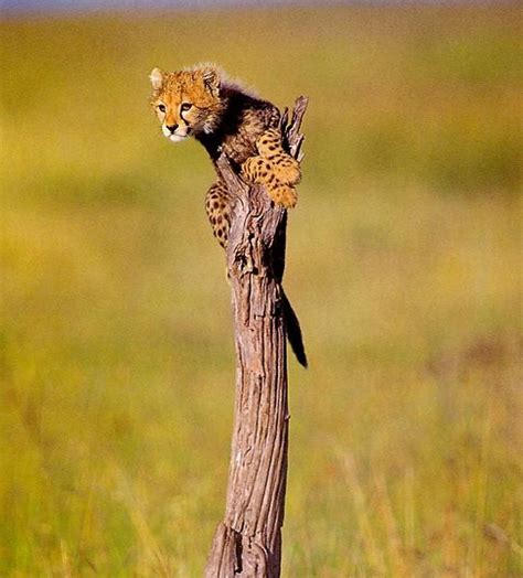 Baby Cheetahs (Cheetahs Cub) - Baby and Funny Animal Photos