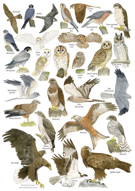 British Birds of Prey and Owls Identification A3 Poster, Art Print