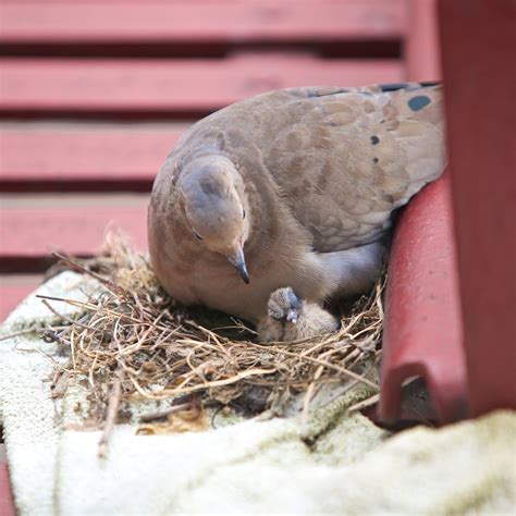 Thoughts From My Camera: Mourning Dove Nest Feeding Baby