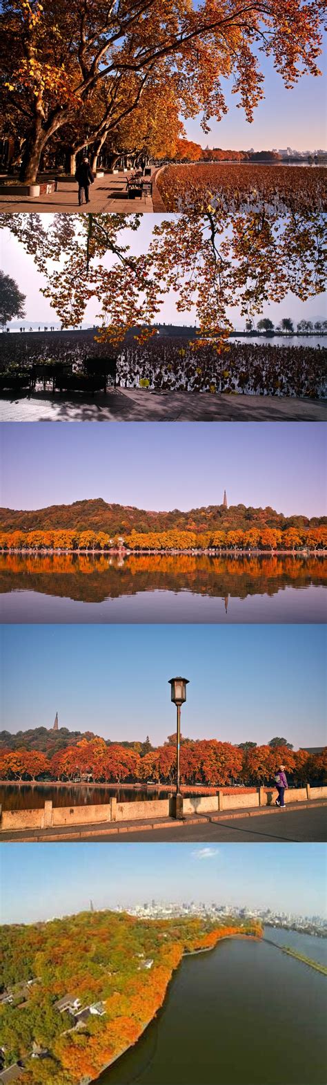 Hangzhou's autumn is gorgeous, take a stroll along Bei Shan Road, northern shore of the West ...