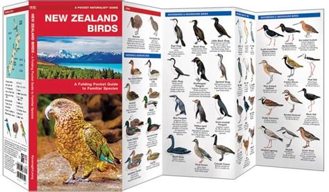 New Zealand Birds (Pocket Naturalist® Guide)