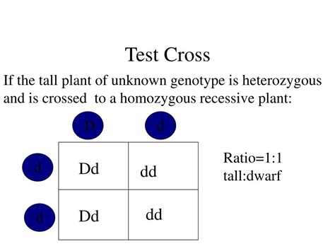 14 Which Genotype Is Used in a Test Cross