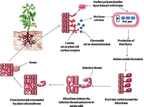 Nitrogen Fixation & Root Nodule Formation : Plantlet