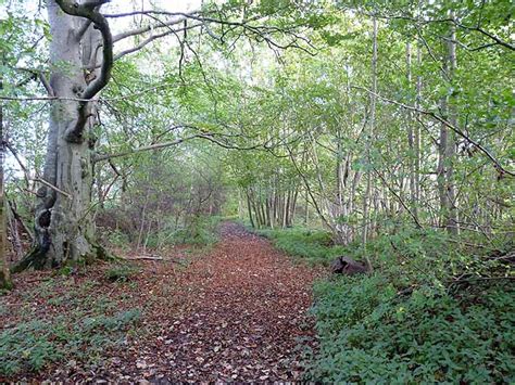 Belt of coppice woodland © Oliver Dixon cc-by-sa/2.0 :: Geograph Britain and Ireland