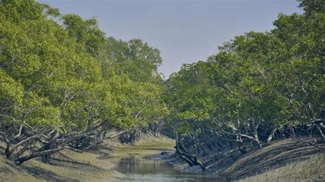 India, Bangladesh to use Sundarbans-waterways carefully so as not to disturb movement of tigers ...