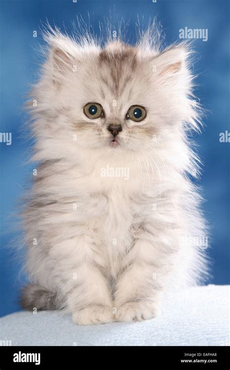 Cute Grey Persian Kittens