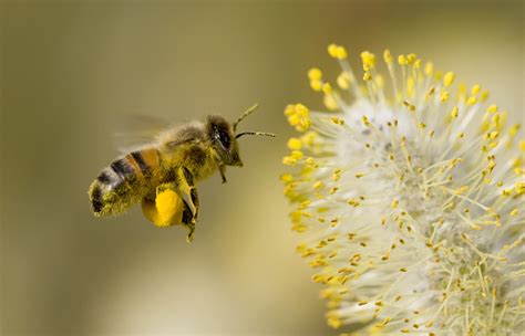 What You Should Know About Bees and Pollen - Live Bee Removal