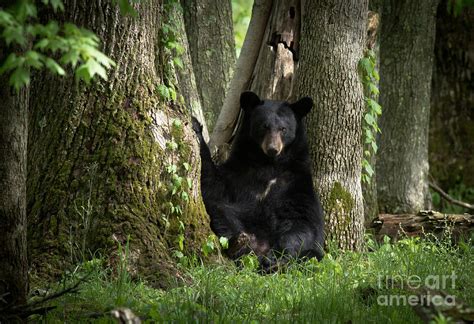 Cades Cove Bear Photograph by Douglas Stucky - Fine Art America