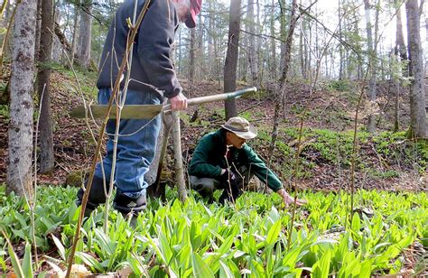 Forest Farming: Supporting Plants & People with Sustainable Agroforestry | Mountain rose herbs ...