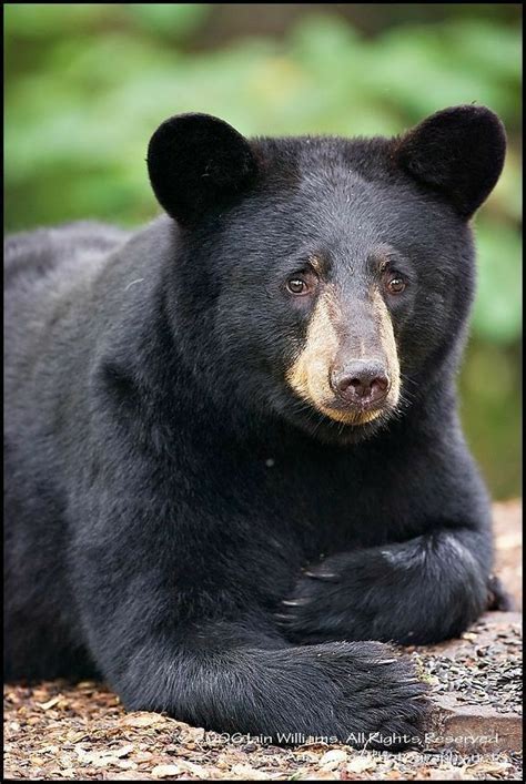 The West Virginia State Animal - Black Bear | Black bear, American ...