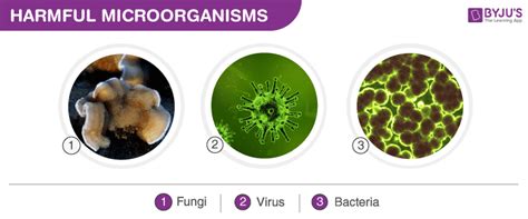 Harmful Microorganisms - Types and Harmful Effects on Human Body