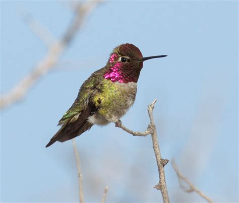 Anna’s Hummingbird | San Diego Bird Spot