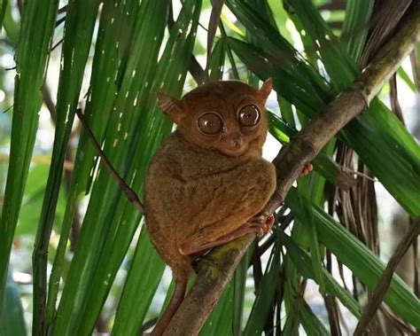 Philippine Tarsier - Facts, Diet, Habitat & Pictures on Animalia.bio