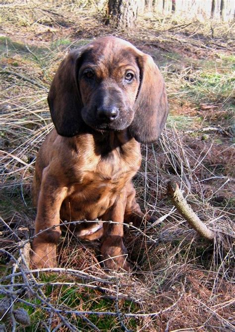 Hanover Hound #Scenthound #Dogs #Puppy #Dog #Puppies #Hunting ...