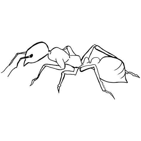 Fire Ant Drawing at GetDrawings | Free download