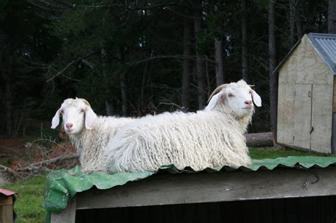 Angora Goat: Breed Info, Characteristics, Breeding, and Care