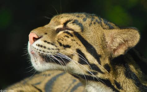 CalPhotos: Neofelis nebulosa; Clouded Leopard