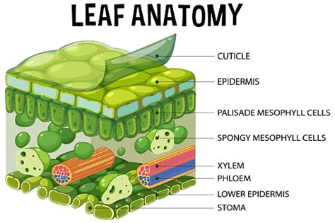 Internal Structure Of Leaf Diagram Stock Illustration - Download Image ...