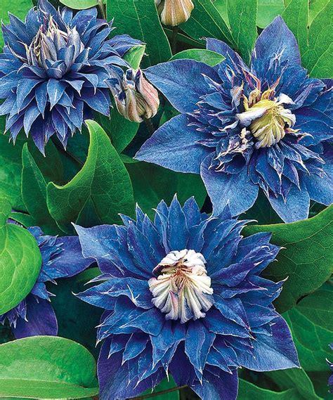 Blue Clematis Plant - Set of Two | zulily | Plants, Blue clematis ...