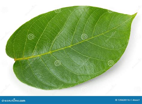 Walnuts Leaf Isolated on White Stock Photo - Image of rain, green: 135628116