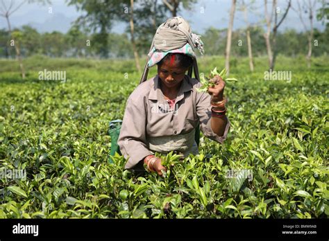 A woman picking tea in the Assam Valley, North East India Stock Photo ...